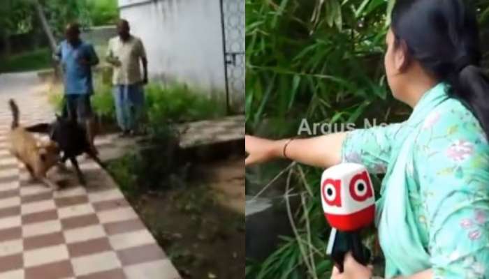  Dogs attack: రెచ్చిపోయిన మాజీ మంత్రి.. లేడీ రిపోర్టర్ పై కుక్కల్ని ఉసిగొల్పి పైశాచికం.. వీడియో వైరల్..