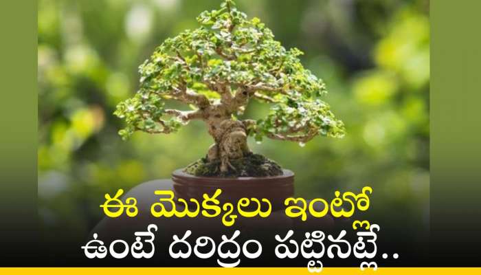 Vastu Tips: ఈ మొక్కలు ఇంట్లో ఉంటే దరిద్రం పట్టినట్లే..