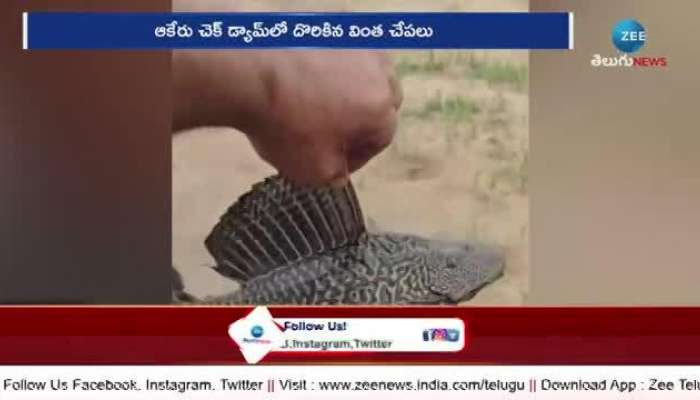 Fishes In Khammam: Different Fishes In Khammam District