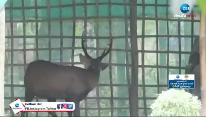Animals Floating in Rains from Kaziranga National Park video viral rn
