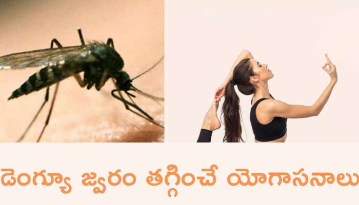Dengue Prevention: డెంగ్యూ జ్వరం తగ్గించడానికి సహాయపడే యోగాసనాలు ఇవే..!