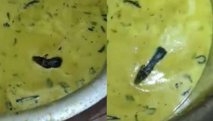 Rat in Chutney: చట్నీలో చిట్టెలుక ఎంత బాగా ఈత కొడుతుందో చూశారా..?.. వీడియో ఇదిగో..