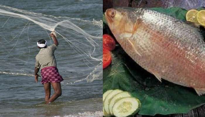 Pulasa fish: వలలో చిక్కిన తొలి పులస చేప.. దీనికి జనాల్లో ఎందుకంత క్రేజ్.. పులస కేజీ ధర ఎంతో తెలుసా..?