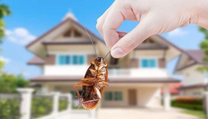 Cockroach Control: వంట గదిలో బొద్దింకల ఇబ్బందా.. ఇది ఒకసారి ట్రై చేయండి..!