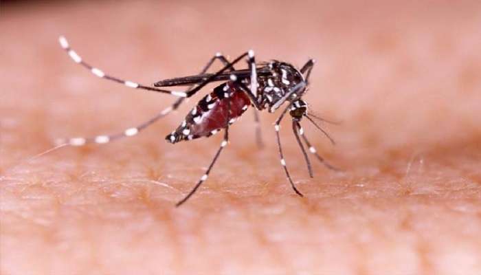 Dengue Mosquitoes: ఇంట్లో డెంగ్యూ దోమలు ఎక్కడెక్కడ ఉండే అవకాశాలుంటాయో తెలుసా