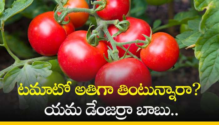 Tomato Side Effects: టమాటో అతిగా తింటున్నారా? యమ డేంజర్రా బాబు..