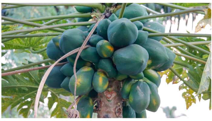 Papaya Fruit: బొప్పాయితో కలిపి ఈ పండును పొరపాటున కూడా తినకూడదు.. మీకు తెలుసా?