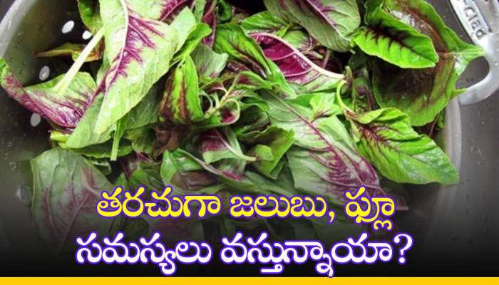 Amaranth Leaves: తరచుగా జలుబు, ఫ్లూ సమస్యలు వస్తున్నాయా? ఇది తినండి చాలు!