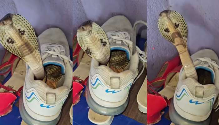 Snake in shoe: వానాకాలంలో ఇలాంటి  ప్రమాదాలతో జాగ్రత్త.. వైరల్ గా మారిన షాకింగ్ వీడియో..