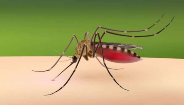 Mosquito Control: వర్షాకాలంలో దోమల భయమా? అయితే ఇలా చేయండి చాలు..!