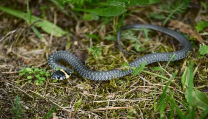 Snakes: పాముల బెడద ఎక్కువ ఉందా.. ఇంటి చుట్టూ ఒకసారి ఇది వేయండి..!