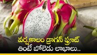 వర్షకాలం డ్రాగన్ ఫ్రూట్‌ తింటే బోలెడు లాభాలు.. ఈ వ్యాధులకు చెక్‌!