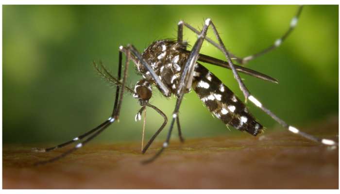 Mosquitoes Away: ఈ ఇంటి చిట్కాలతో దోమలు పరార్‌.. మీ ఇంటి దరిదాపుల్లో కూడా కనిపించవు..