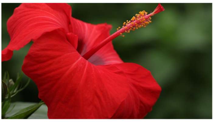 Hibiscus Benefits: మందార పూవ్వును ఇలా వాడితే బట్టతల సమస్యే రాదు..  జుట్టు మందంగా పెరుగుతుంది..