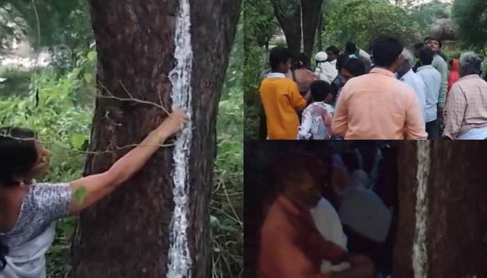 Milk From Neem Tree: వేప చెట్టు నుంచి లీటర్ల కొద్దీ పాలు.. ఇది దైవ మహిమనా?