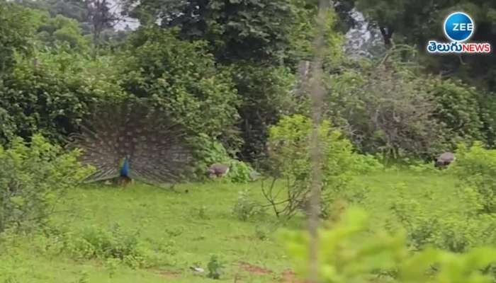  Peacock Dance in Mahabubnagar Video Goes Trending In Google Dh