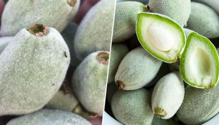 Green Almond:  ఆరోగ్యానికి నిధి.. పచ్చి బాదంపప్పు కలిగే లాభాలు ఇవే!