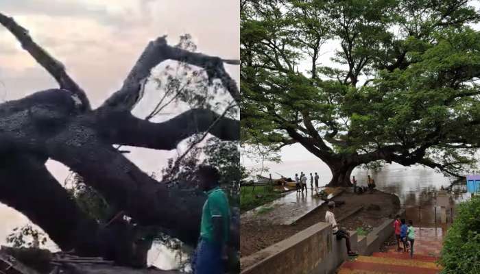 Movies Tree Collapse: 'సినిమాల చెట్టు' కూలింది.. గోదావరి గట్టు బోసిపోయింది