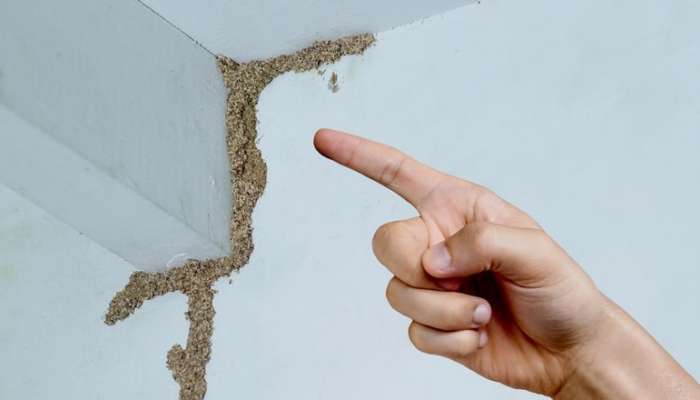 How to Remove Termites: ఇంట్లో చెద పురుగుల్ని ఈజీగా నిర్మూలించే 5 అద్భుత చిట్కాలు