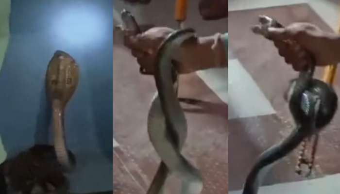 Snake video: పామును కాపాడుతుండగా షాకింగ్ ఘటన.. చెయ్యిపై కసితీరా కాటేసిన పాము.. వైరల్ గా మారిన వీడియో....