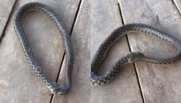 Venomous Snake Video: వామ్మో.. తనను తానే మింగేస్తున్నపాము.. వైరల్ గా మారిన షాకింగ్ వీడియో..