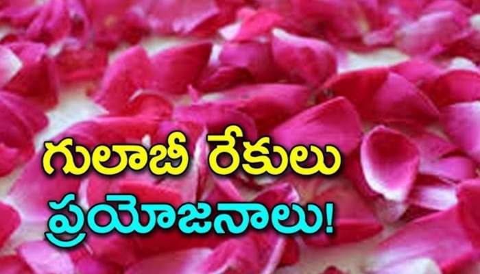 Rose Petals: రోజూ కొన్ని తాజా గులాబీ రేకలను తినడం వల్ల పైల్స్ సమస్య మాయం!