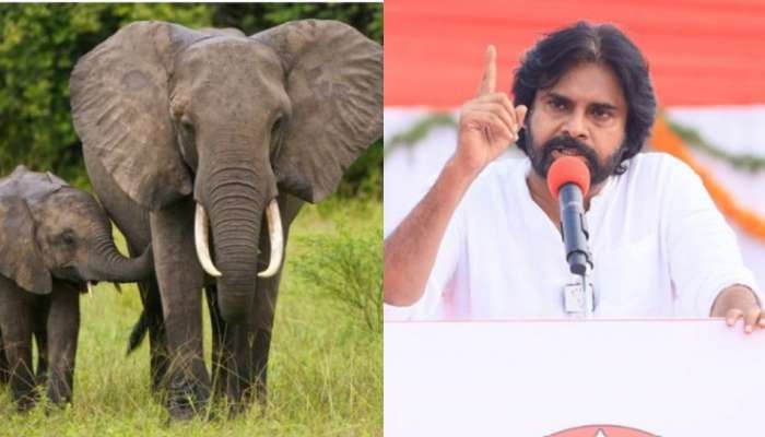 World elephants day 2024:   వాళ్లంతా రియల్ హీరోస్.. ప్రపంచ ఏనుగుల దినోత్సవం నేపథ్యంలో ఎక్స్ లో స్పందించిన డిప్యూటీ సీఎం..