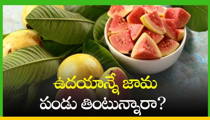 Guava Fruit Benefits: ఉదయాన్నే జామ పండు తింటున్నారా? ఇవి తప్పకుండా తెలుసుకోండి!