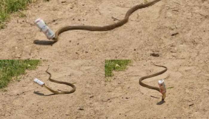 Snake Viral Video: అయ్యో.. తాగిపాడేసిన బీర్ టిన్ లో తలదూర్చిన పాము.. ఆ తర్వాత ఏ జరిగిందంటే..