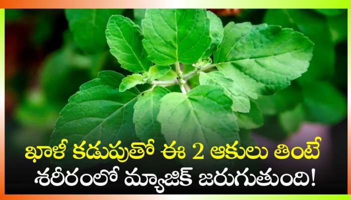 Tulsi Leaf Benefits: ఖాళీ కడుపుతో ఈ 2 ఆకులు తింటే శరీరంలో మ్యాజిక్‌ జరుగుతుంది!