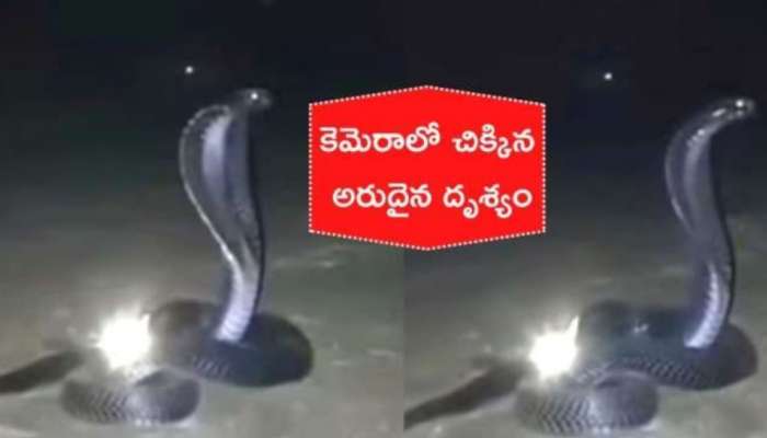 King Cobra Nagamani Stone: నాగమణిని కాపాడుతున్న కింగ్ కోబ్రా.. సోషల్ మీడియాలో హల్ చల్ చేస్తున్న వీడియో..