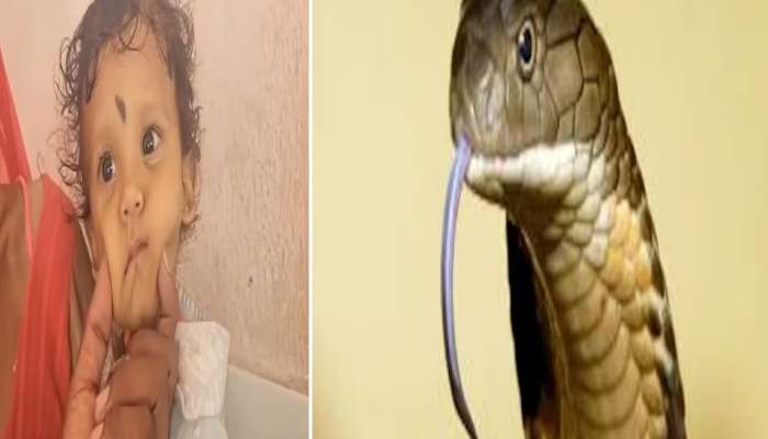 Child Kills Snake: ఒరేయ్ బుడ్డోడా ఏంట్రా ఇది.. బొమ్మ అనుకుని పాముకు కొరికి చంపేసిన 12 నెలల పసివాడు..!