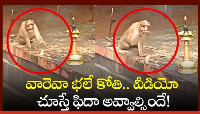 Monkey Viral Video: వావ్ జంతువుల్లో కూడా ఇంత భక్తి ఉంటుందా?.. భలే కోతి.. వీడియో చూస్తే ఫిదా అవ్వాల్సిందే!