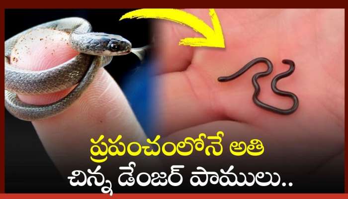 Smallest Dangerous Snakes: ప్రపంచంలోనే అతి చిన్న డేంజర్ పాములు.. వానపాముల కంటే మరింత చిన్నగా..