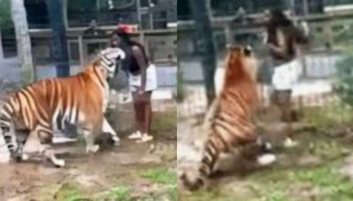 Royal bengal Tiger: రాయల్ బెంగాల్ టైగర్ తో యువతి చెలగాటం.. ఒళ్లుగగుర్పొడిచే ఘటన.. వీడియో వైరల్..