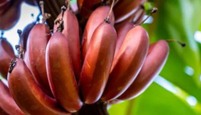 Red Banana: ఎరుపు అరటి పండు తింటే అధిక బరువు, డయాబెటిస్‌ సమస్యలకు చెక్‌ !!