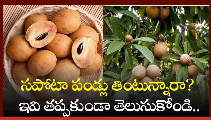 Sapota Fruit Benefits: సపోటా పండ్లు తింటున్నారా? ఇవి తప్పకుండా తెలుసుకోండి..