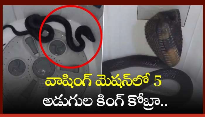 King Cobra Video: వాషింగ్ మెషన్‌లో 5 అడుగుల కింగ్ కోబ్రా.. ఎలా వచ్చిందో తెలుసా? వీడియో ఇదే..