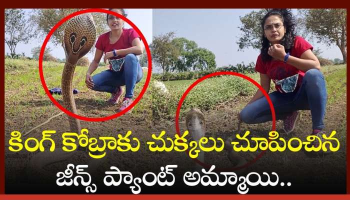 Big King Cobra Video: కింగ్‌ కోబ్రాకు చుక్కలు చూపించిన జీన్స్ ప్యాంట్ అమ్మాయి.. వీడియో చూస్తారా?