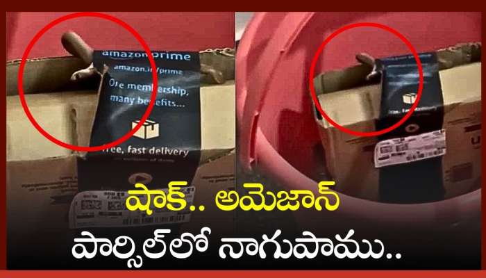 Cobra Snake Video: షాక్‌.. అమెజాన్ పార్సిల్‌లో నాగుపాము.. ఫుల్ వీడియో ఇదే..