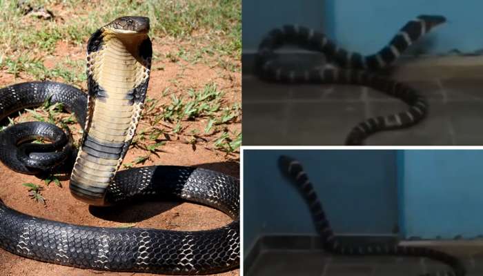 King Cobra: ఆస్పత్రిలో 12 అడుగుల నల్ల నాగుపాము హల్‌చల్.. రోగులు, డాక్టర్ల పై ప్రాణాలు పైకే!