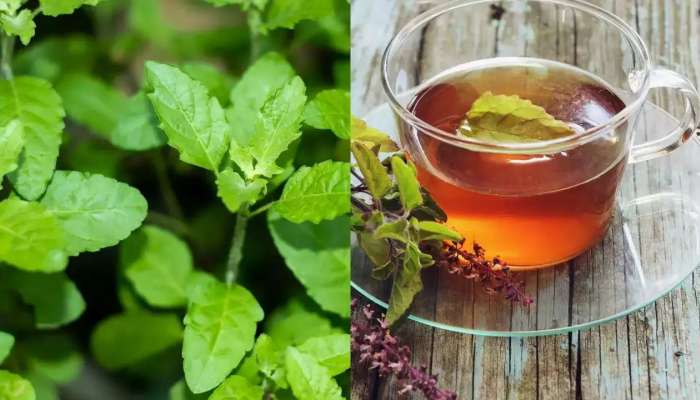 Healthy Drink: డయాబెటిస్‌ నుంచి కిడ్నీ స్టోన్స్‌ వరకు ఈ టీ ఒక దివ్వ ఔషధం!!