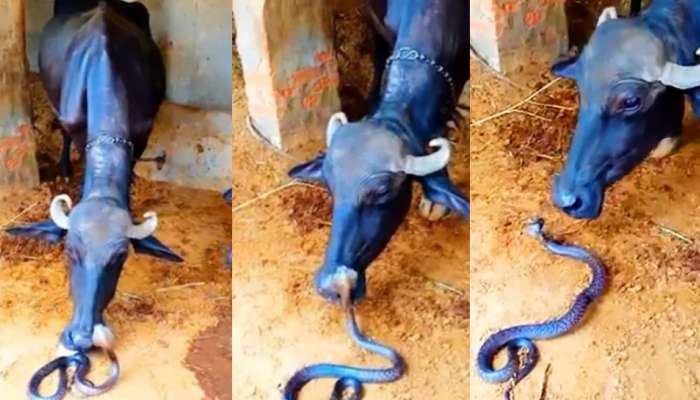 Snake viral video: కాటేసిన పాముపట్ల ప్రేమను చూపించిన గేదె.. వైరల్ గా మారిన వీడియో..