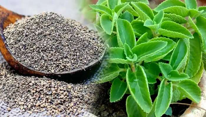 Ajwain Leaves: వాము మొక్క‌ లాభాలు ఏంటి.. ఇంట్లోనే ఇలా పెంచుకోవ‌చ్చు?