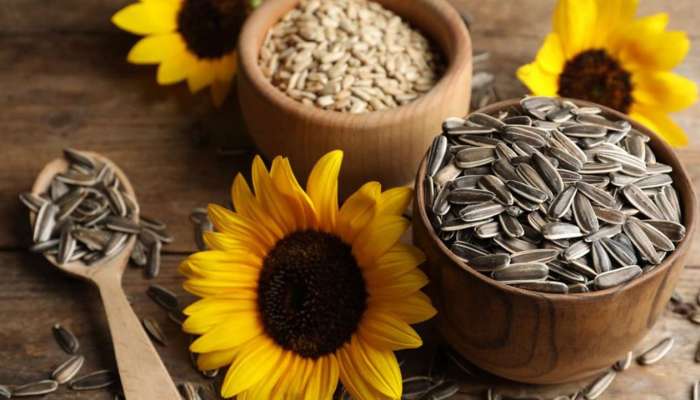 Sunflower Seeds: ఉదయాన్నే గుప్పెడు పొద్దుతిరుగుడు గింజలు తింటే ఇన్ని లాభాలు క‌లుగుతాయా..?