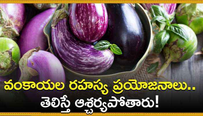 Brinjal Facts: వంకాయల రహస్య ప్రయోజనాలు.. తెలిస్తే ఆశ్చర్యపోతారు!