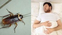 Cockroach: వామ్మో.. మూడు రోజులపాటు వ్యక్తి గొంతులో బొద్దింక.. ఆ తర్వాత ఏంజరిగిందో 