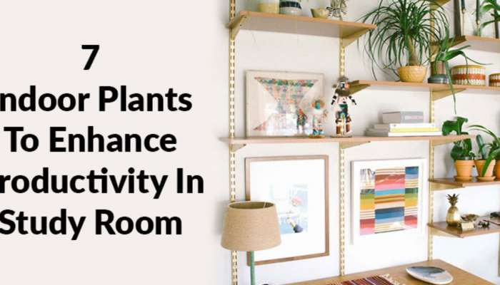 Plants For Study Room Vastu: మీ స్టడీ రూంలో ఈ ఐదు మొక్కలుంచితే ఏకాగ్రత పెరుగుతుంది