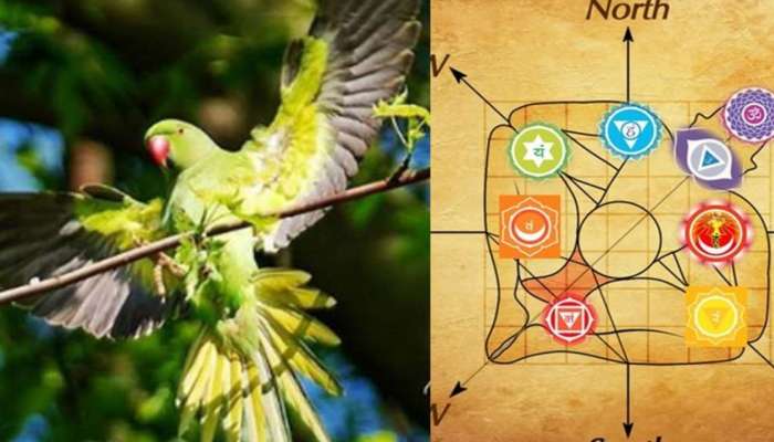 Vastu Tips: మీరు ఇంట్లో చిలుకలను పెంచుతున్నారా? ఈ విషయాలు ముందుగా తెలుసుకోండి!