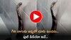 King Cobra Video: బాప్‌రే ఇలాంటి గిరి నాగును జన్మలో చూసి ఉండరు.. ఫుల్‌ వీడియో ఇదే..